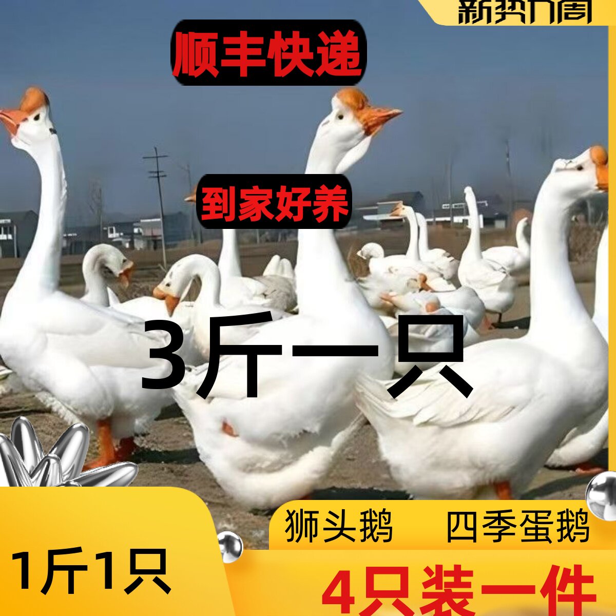 正宗2斤大白鹅三花鹅白鹅3斤大种产蛋鹅四季蛋鹅五龙鹅宠物鸭鹅