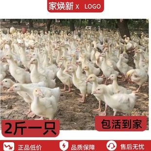 小鹅苗正宗大白鹅产蛋王小鹅仔二斤三花鹅2斤四季产蛋鹅3斤狮头鹅