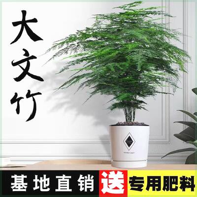 大文竹盆栽植物室内大型盆景吸文松四季常青绿植花卉云竹大苗