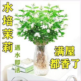 茉莉花水培植物鲜花盆栽客厅绿植办公室内花卉植物四季 开花好养活