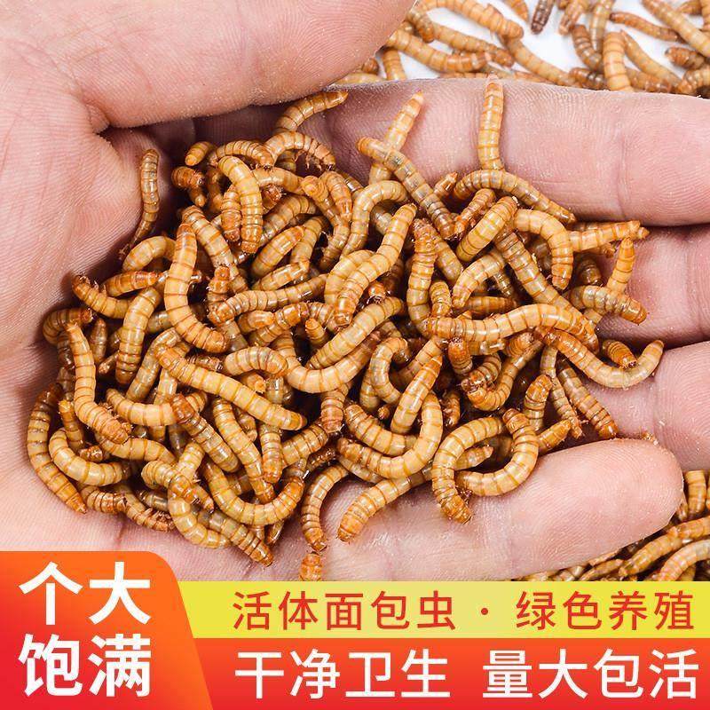 面包虫活体黄粉虫宠物饲料龙鱼蜥蜴龟蛙鸟包邮,工业油品/胶粘/化学/实验室用品,烧杯/烧瓶,淘宝优惠券,粉丝福利购,淘宝优惠卷