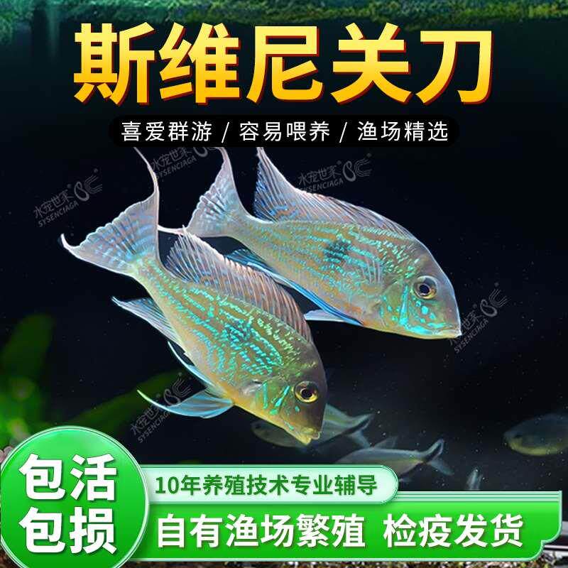 斯维尼关刀鱼南美食土鲷蓝宝石观赏鱼元宝凤凰鱼和尚红眼白子苗子