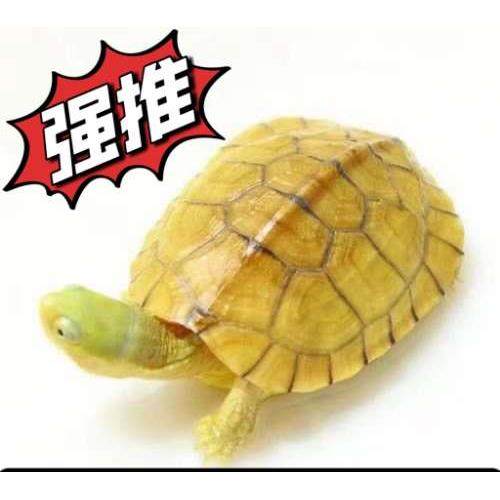 小青皖南龟黄喉拟水乌龟活物南石金钱龟苗观赏纯种活体缘三黄活体,纺织面料/辅料/配套,服装加工设备,淘宝优惠券,粉丝福利购,淘宝优惠卷