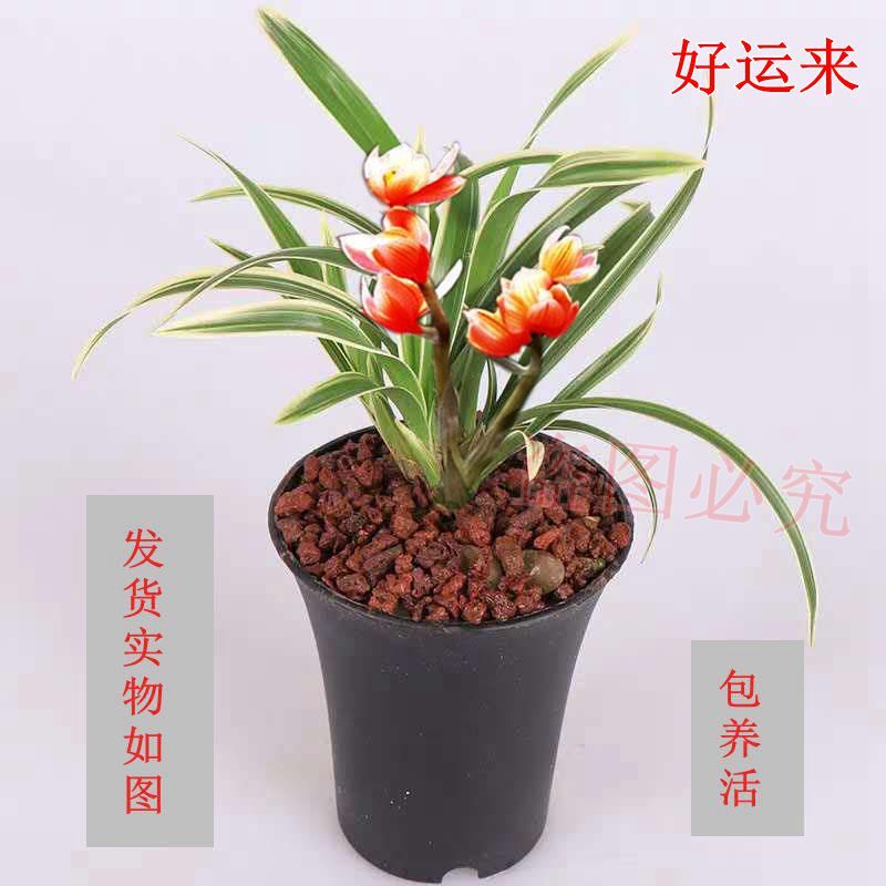 建兰兰花苗 金边兰花 好运来  浓香 室内盆栽花卉