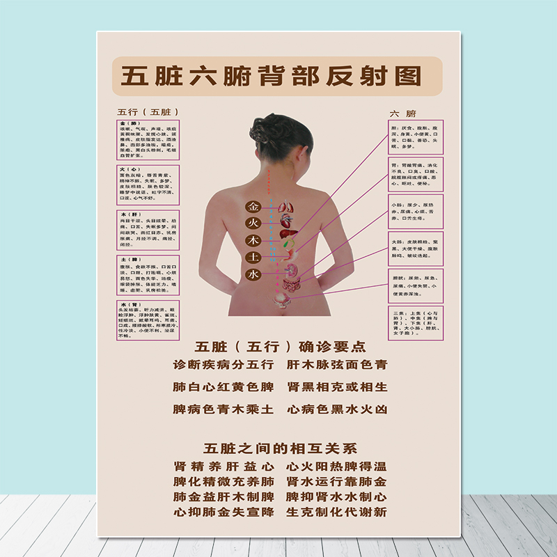 新体五脏六腑背部反射区示意图 美e容院五脏五行时疗海报经络挂画