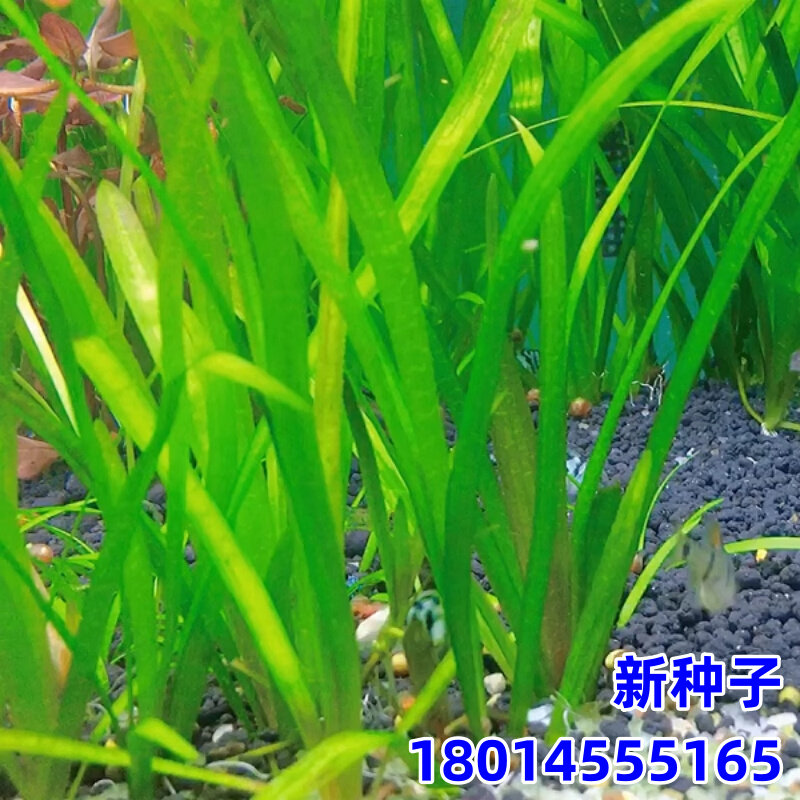 四季水草植物苦草种子常青短叶鱼缸矮生耐寒耐高温养殖鱼虾蟹真草