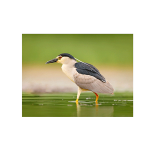 定制乐凯冲印激光封塑洗照片过塑宝宝册成长记录345678寸50张套餐