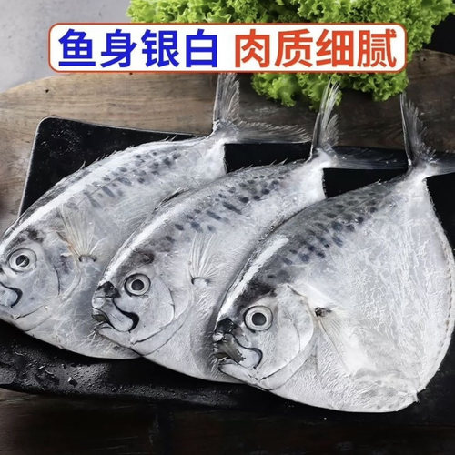 野刀鲳鱼新鲜冷冻鲳鱼海捕东海