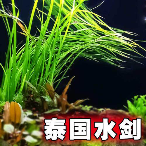 迷你水兰水草苦草椒草原生溪流鱼缸造景套餐懒人阴性水下淡水植物