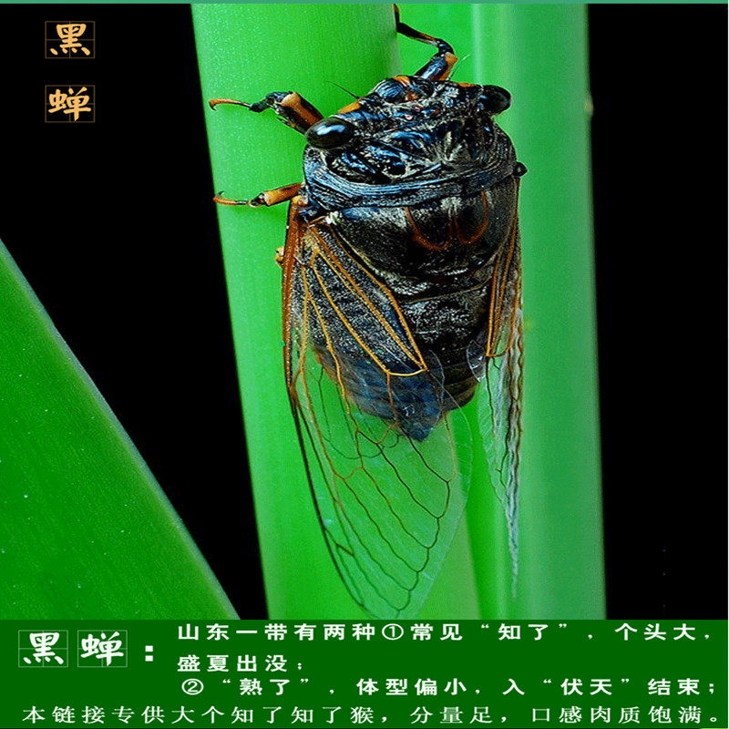 2026新品特产大个蜕皮脱壳白金蝉老嫩知了生唐僧肉节流龟包邮山东