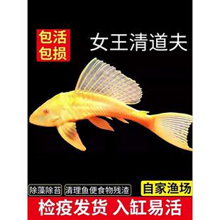 淡水垃圾鱼热带鱼清道夫鱼红眼女王大帆豹纹清洁工鱼缸清洁鱼异型