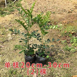 九里香盆栽 带花绿植盆栽七里香九里香苗开花香气袭人驱蚊植巧 包邮