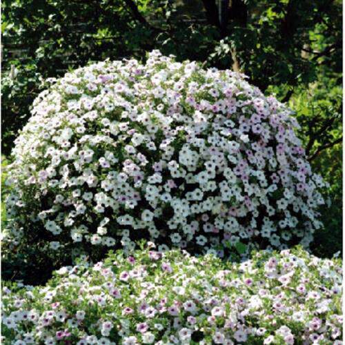 超级矮牵牛花苗  垂吊型丘型美声  轻浪系列各花色