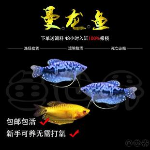 吃蛋白虫黄蓝曼龙鱼活体中小型鱼接吻鱼热带观赏鱼练手鱼耐活 包邮
