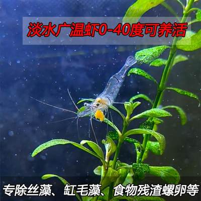 淡水观赏虾除藻工具花腰