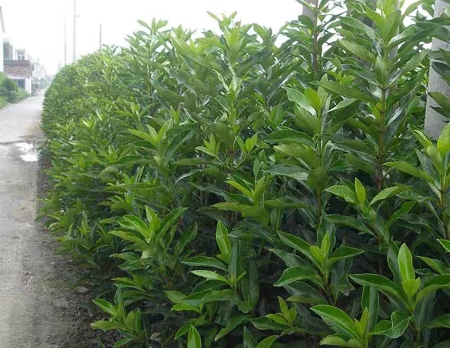 绿篱法国冬青珊瑚树围墙篱笆户外庭院四季常青南北方绿篱树苗包邮