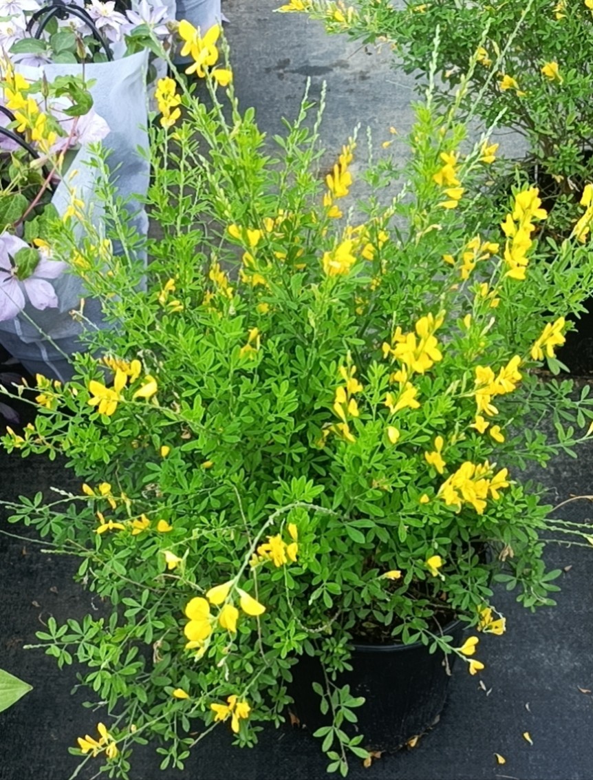 【带花发货】黄金雀花树苗盆栽锦鸡花卉植物阳台庭院室内花苗四季