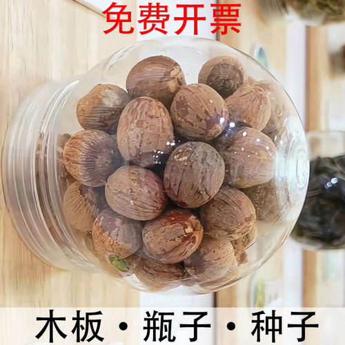 幼儿园DIY种子墙灯泡瓶材料
