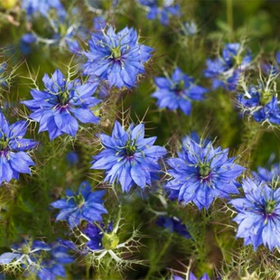 蓝色黑种草种籽子适合懒人养的花波斯宝石多年生庭院花草开花不断