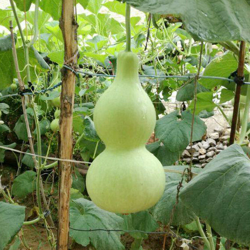 酒仙葫芦种子 开瓢葫芦菜圆特大 特色有机盆栽蔬菜种子非转基因