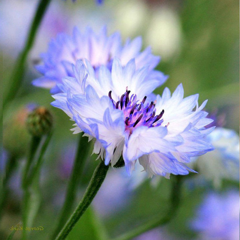 雪青色矢车菊花种子翠兰荔枝菊庭院花籽室内外阳台盆栽春秋播种子