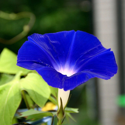 大花深蓝色爬藤牵牛花种子庭院阳台垂吊矮牵牛花种籽四季种花期长