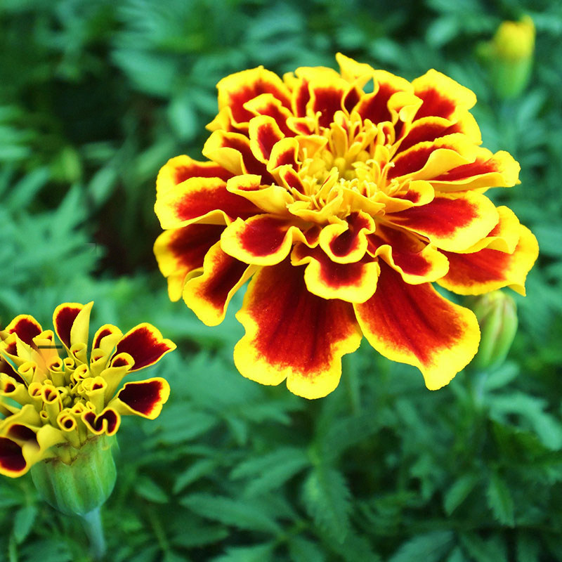 孔雀草种子四季播种开花易活红黄草小万寿菊花籽耐寒阳台庭院花卉