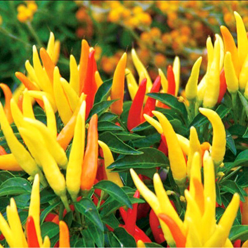 种子 黄剑朝天椒辣椒种子 朝天椒种子 辣椒种子 黄色朝天椒