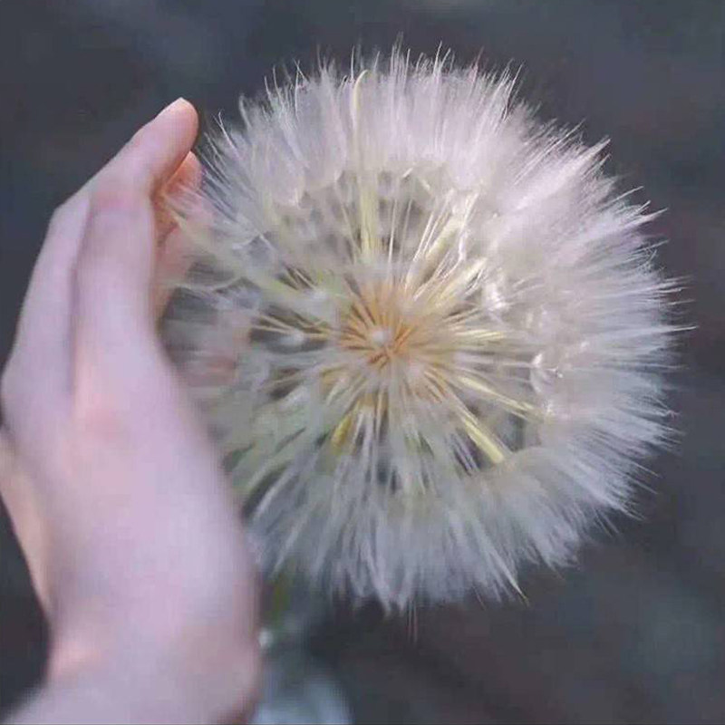超级蒲公英种子20粒巨型鸦葱婆罗门参种籽可切花多年生宿根春秋播