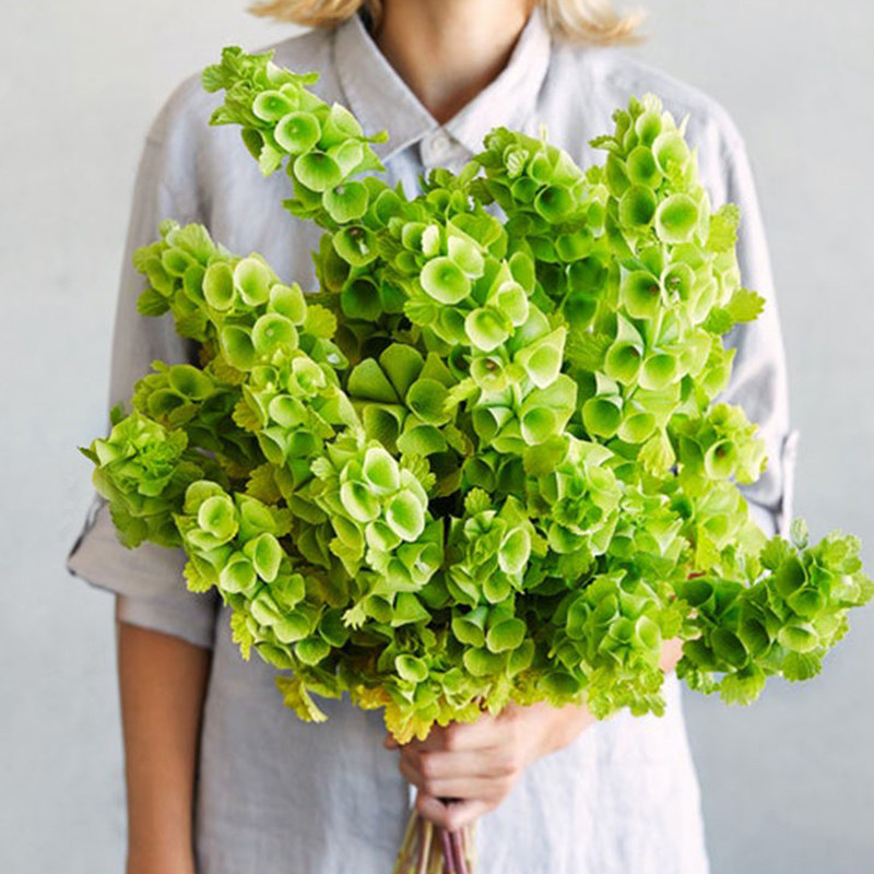 贝壳花种子象耳可切花领圈花物庭院阳台四季播种盆栽易活花卉种籽