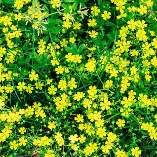 委陵菜种籽白头翁种子蛤蟆草种子庭院多年生景观地被植物耐寒耐阴