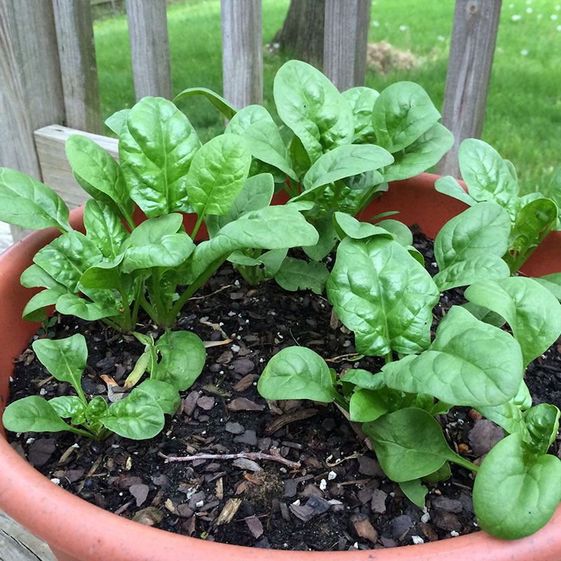 大叶菠菜种子10克红根菜鹦鹉菜飞龙菜蔬菜种籽田园阳台盆栽春秋播