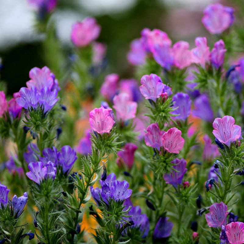 蓝香芥种子易活花卉种子彩色油菜花花籽庭院 盆栽苗景观花海种子