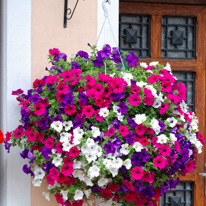 垂吊矮牵牛种子大花喇叭牵牛花籽垂吊庭院室内外开花不断易种易活