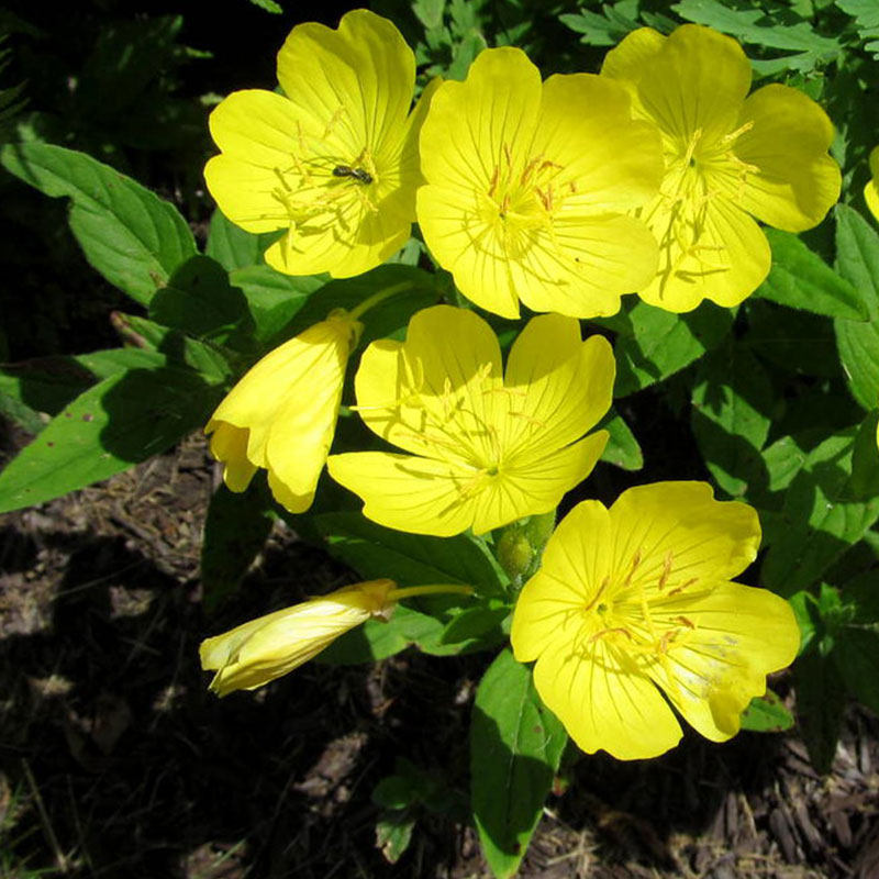 夜来香种子多年生黄花月见草待霄草室外种植阳台庭院花籽盆栽春秋
