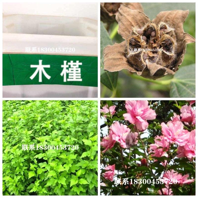 木槿种子木槿花种子当年新种子木槿树籽大花木槿灌木种子树木绿化
