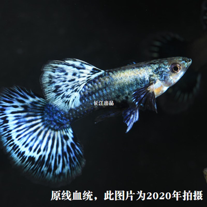 泰国原线新品种进口大背蓝龙blue gdragon孔雀鱼