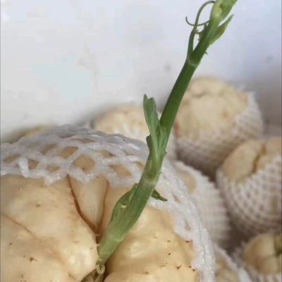 新鲜高山白玉佛手瓜种白玉瓜富山高产猪肉瓜洋瓜脆瓜母瓜种瓜苗