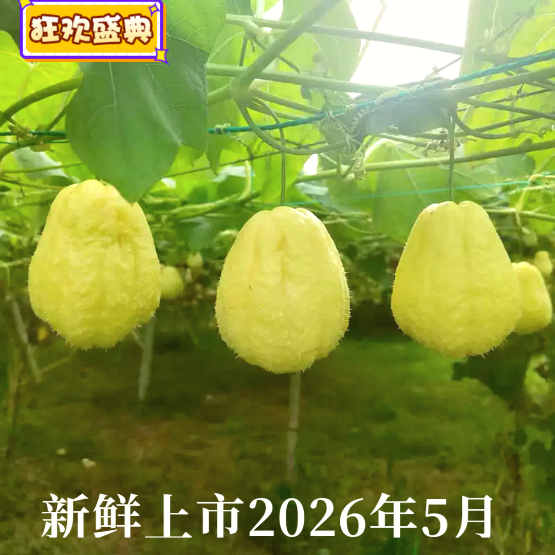 2026早熟新鲜白玉佛手瓜上市高山绿色富山猪肉瓜水果瓜白脆瓜2斤