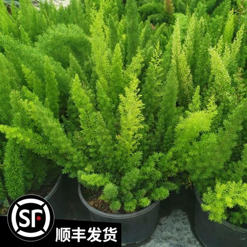 狐尾天门冬盆栽植物庭院花园柜台绿植四季常绿除甲醛观叶花镜花苗-封面