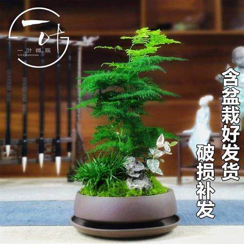 矮小文竹小盆栽竹子室内花卉绿植物盆景云竹茶桌摆件花盆进化空气