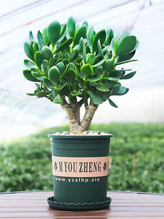 玉树盆栽老桩多年生绿植阳台耐旱四季常青盆景办公室好养多肉植物