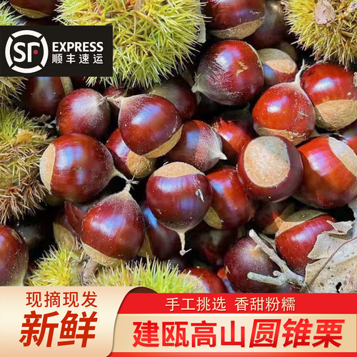 锥栗高山油栗子圆板栗应季坚果