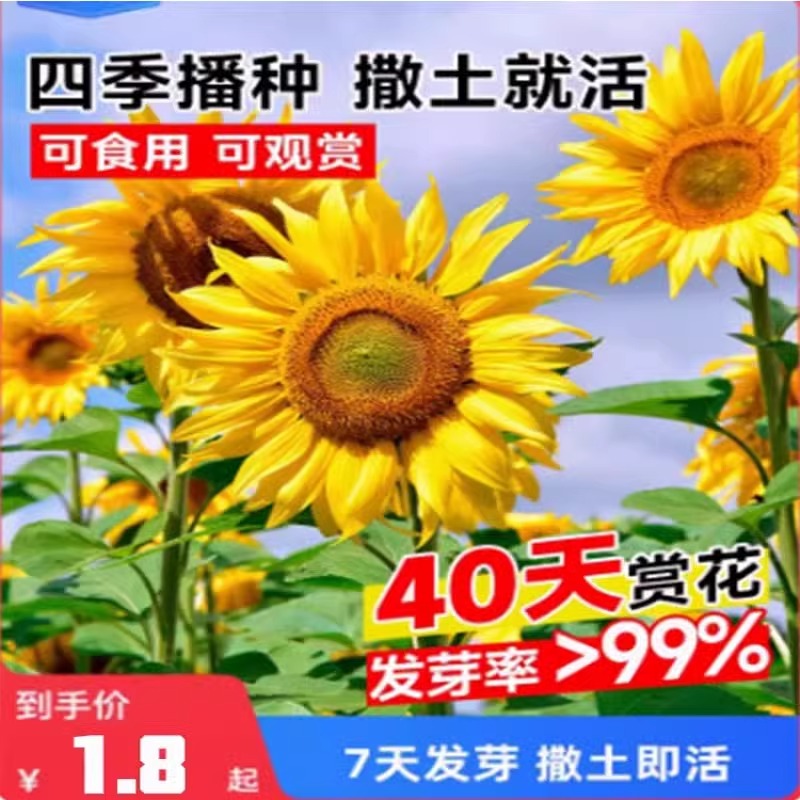 矮向日葵花种子食用观赏太阳花葵花种籽四季瓜子盆栽阳台花卉花籽