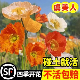 冰岛虞美人种子四季多年生耐寒庭院阳台室内外格桑花盆栽花种籽子