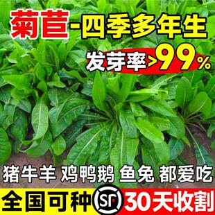 大叶菊苣草种籽多年生牧草种子四季养殖喂猪鸭鹅鸡兔子牛羊猪草籽