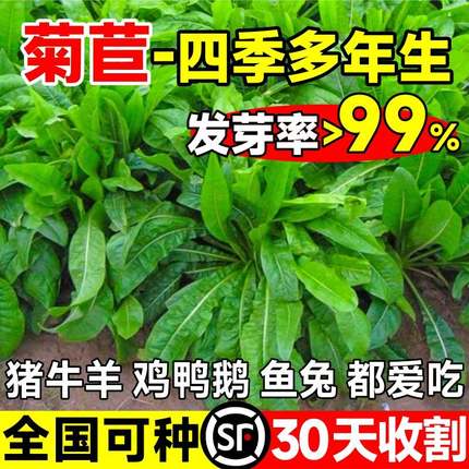 大叶菊苣草种籽多年生牧草种子四季养殖喂猪鸭鹅鸡兔子牛羊猪草籽
