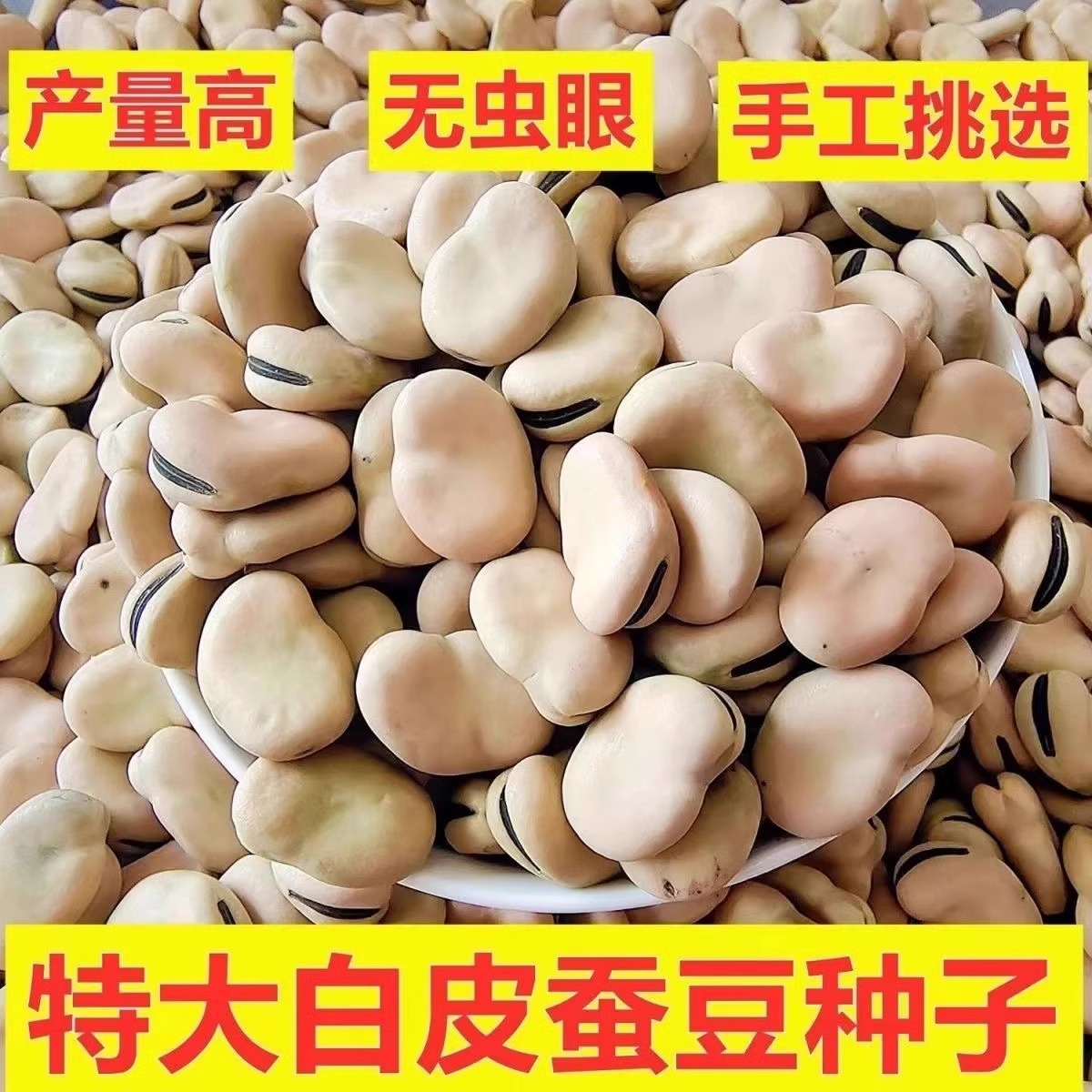 白皮蚕豆种子甜糯高产耐寒七星罗汉豆大荚胡豆种籽秋冬季蔬菜种子