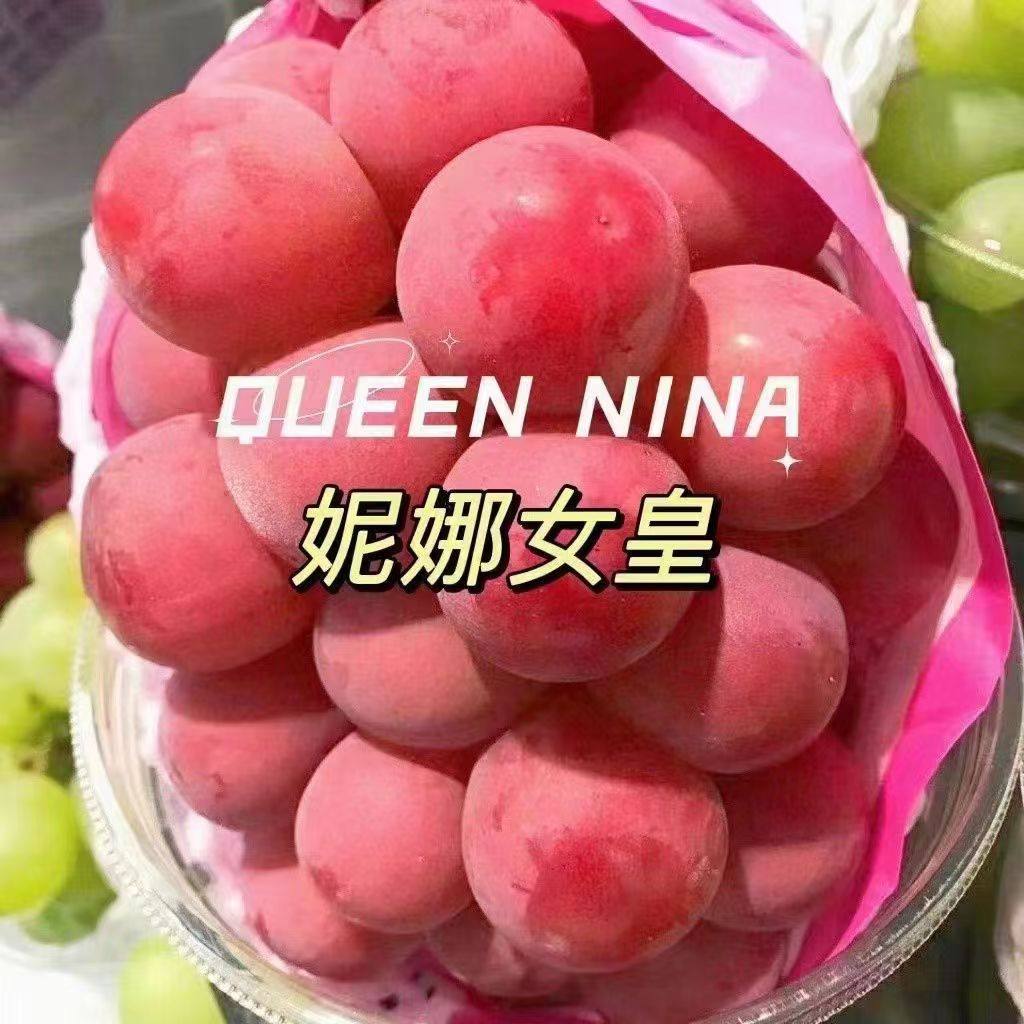 现摘现发妮娜女皇葡萄妮娜皇后公主孕妇当季水果葡萄王