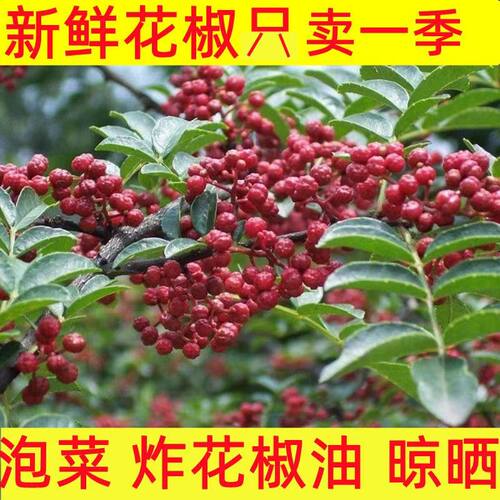 贵州毕节特产特麻红花椒粒新鲜湿花椒正宗大红椒特麻树椒小米椒